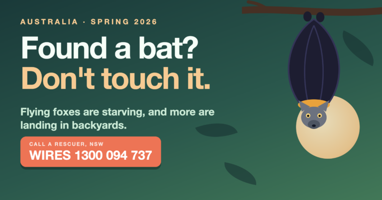 Flying fox starvation in Australia: a grey-headed flying fox hanging from a branch with the message not to touch it