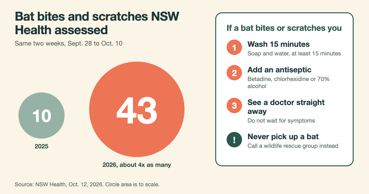 Flying fox starvation and bat bites in NSW: Health assessed 43 people in two weeks, up from 10 a year earlier, with three steps to take after a scratch